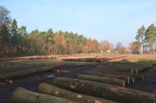 I Regionalna Submisja Drewna Cennego RDLP w Radomiu