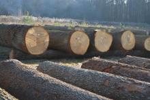 „Regionalna Submisja Drewna Szczególnego RDLP w Radomiu”