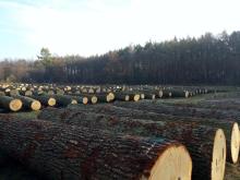 IV Regionalna Submisja Drewna Szczególnego w RDLP w Radomiu