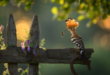 To nie sztuczna inteligencja (AI), to „Obrazy Lasu” - nowa kampania Lasów Państwowych