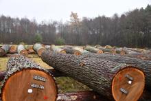 XI Regionalna Submisja Drewna Szczególnego w RDLP w Radomiu